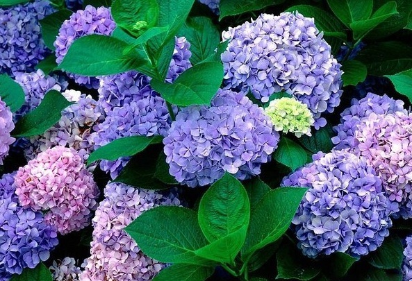 1628244700413687.jpg image.jpg