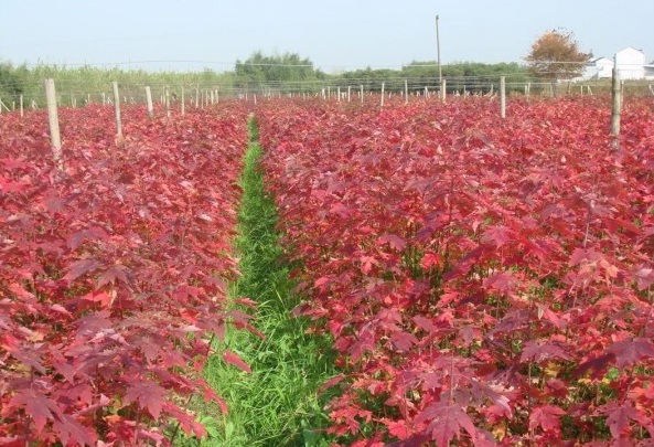 1628245027624399.jpg image.jpg