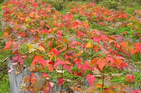 1628245042670782.jpg image.jpg