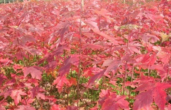 1628245056271244.jpg image.jpg