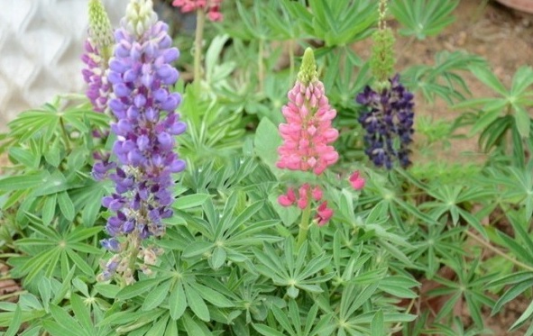 1628245495482628.jpg image.jpg