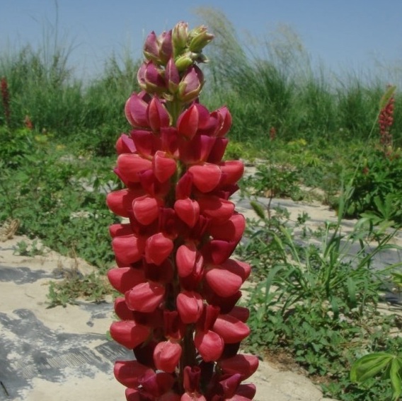 1628245510878970.jpg image.jpg