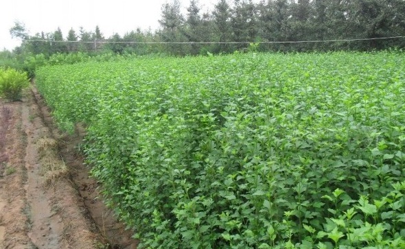 1628245619711585.jpg image.jpg