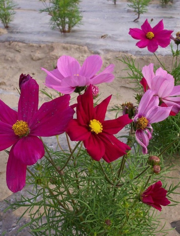 1628245679941539.jpg image.jpg