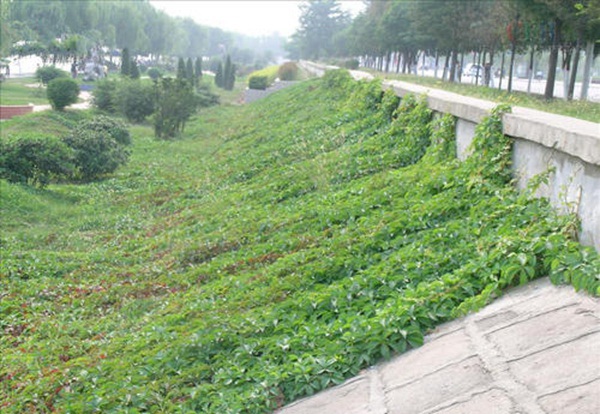 1628245972376634.jpg image.jpg