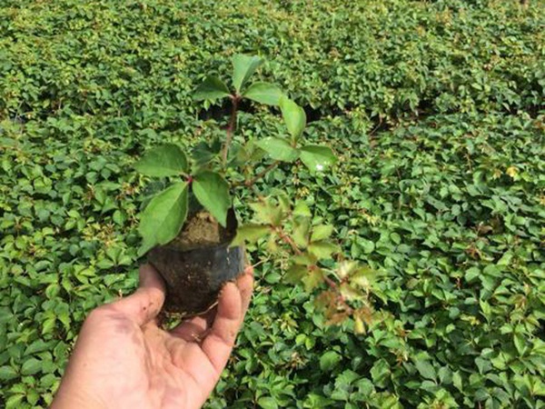 1628245978911349.jpg image.jpg