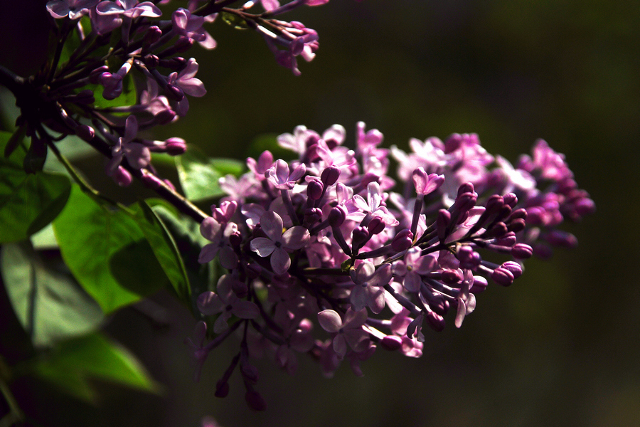 1628246242324954.jpg 1628246242324954.jpg