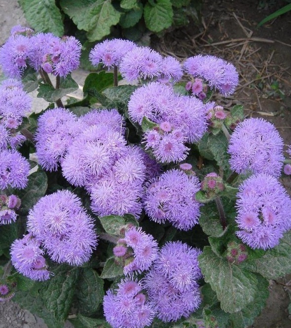 1628246940883507.jpg image.jpg