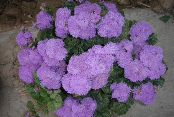 1628246954555837.jpg image.jpg