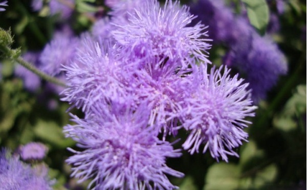 1628246966183320.jpg image.jpg