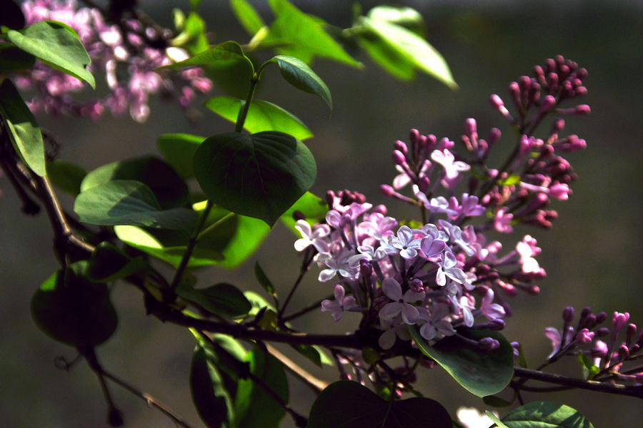 1628247201631270.jpg 1628247201631270.jpg