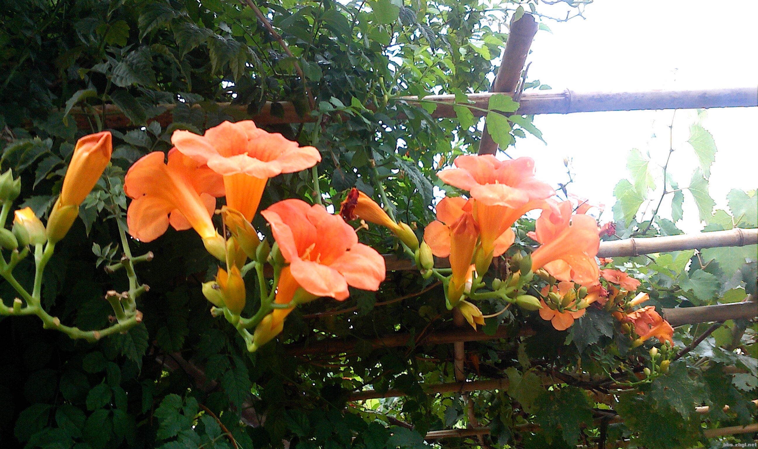 1628248621717531.jpg 1628248621717531.jpg