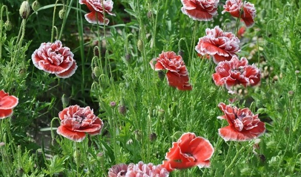 1628253654309441.jpg image.jpg