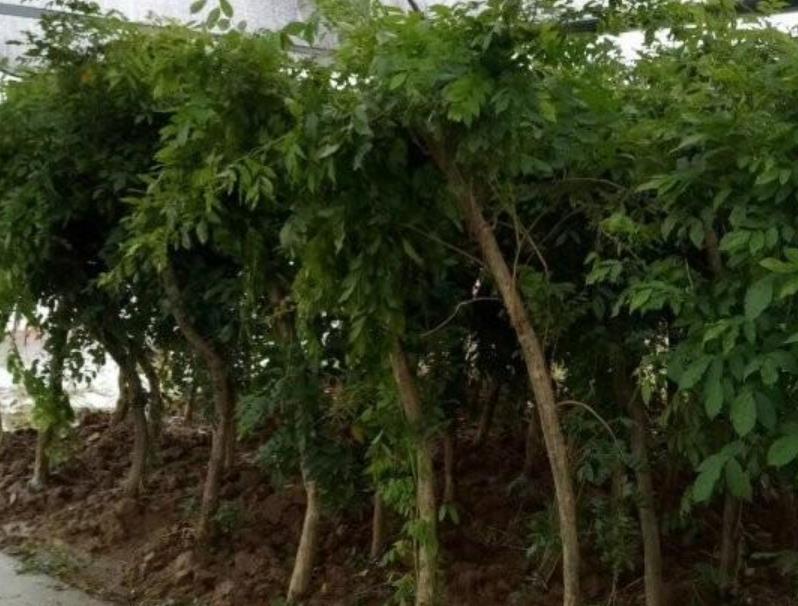 1628254234333760.jpg 360截圖20210806204046180.jpg