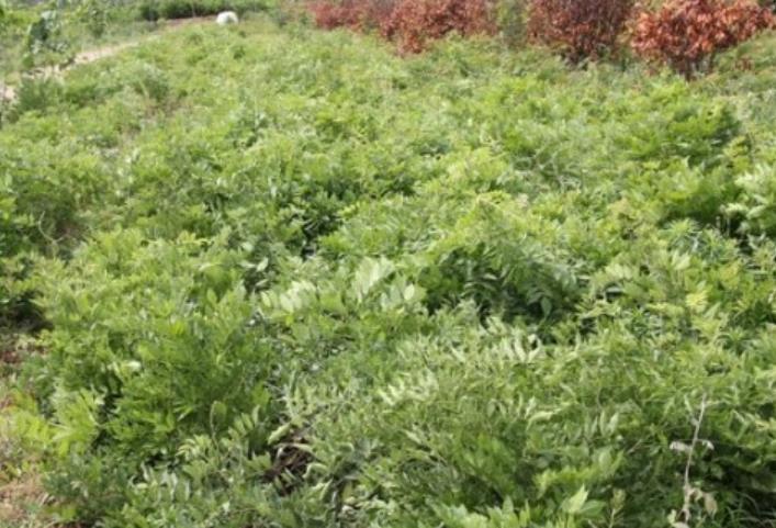 1628254528523019.jpg 360截圖20210806205401182.jpg