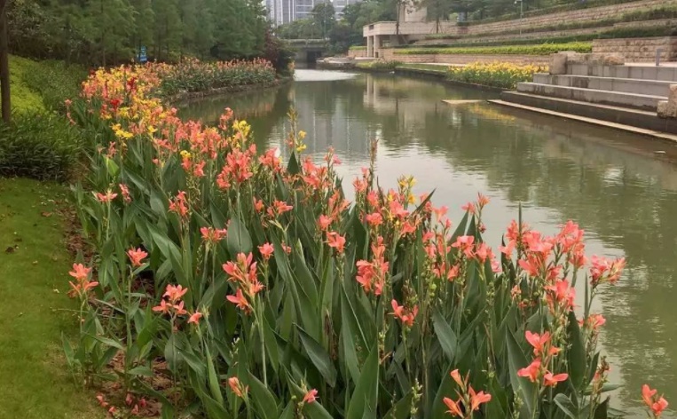 1628261393703145.jpg 美人蕉1.jpg