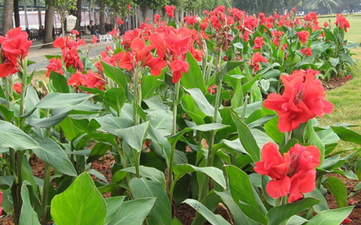 1628261424358859.jpg 美人蕉3.jpg