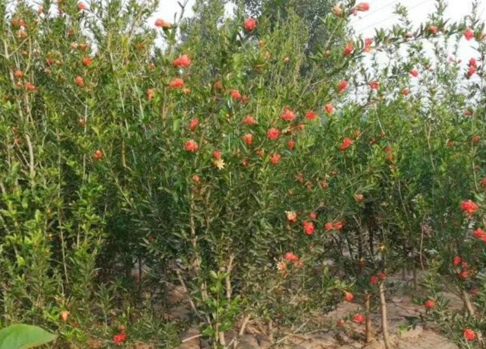 1628261443474534.jpg 1.jpg