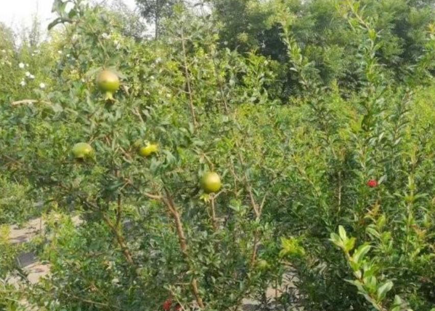 1628261464693439.jpg 3.jpg