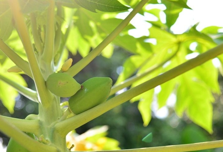 1628261844832272.jpg 木瓜3.jpg