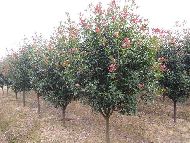 紅葉石楠樹 紅葉石楠樹