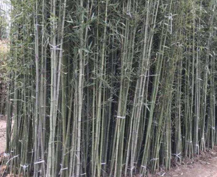 1628262634129357.jpg 1.jpg