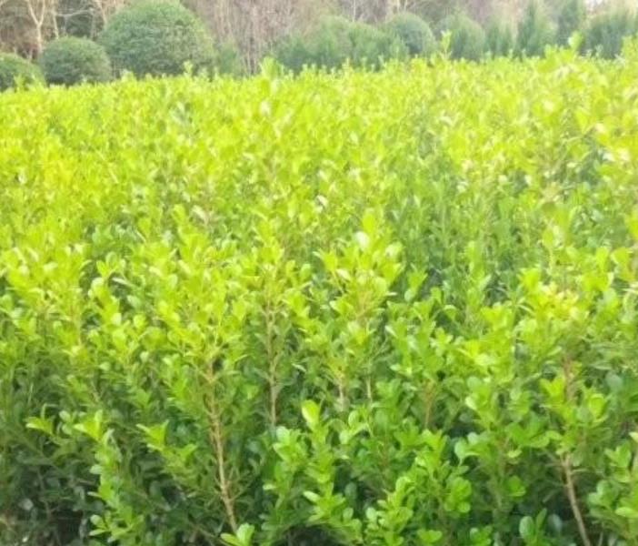 1628263291480376.jpg 1.jpg