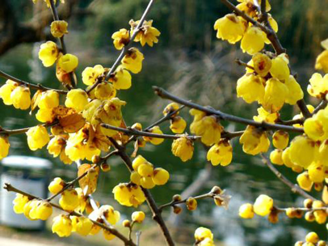 臘梅樹苗木 臘梅樹苗木