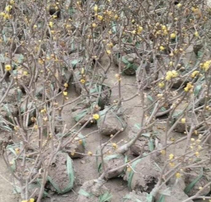 1628263466344271.jpg 1.jpg