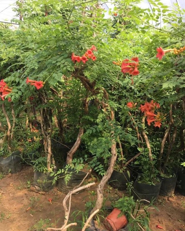 1628265846329636.jpg image.jpg