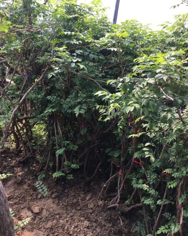 1628265924141487.jpg image.jpg