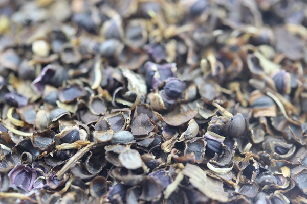 金雞菊種子 金雞菊種子