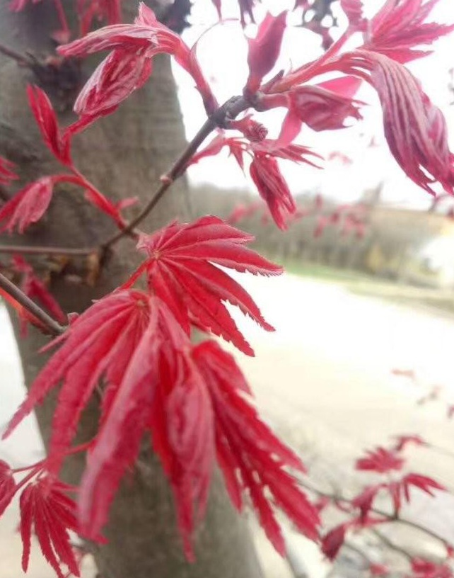 1628267973713978.jpg image.jpg