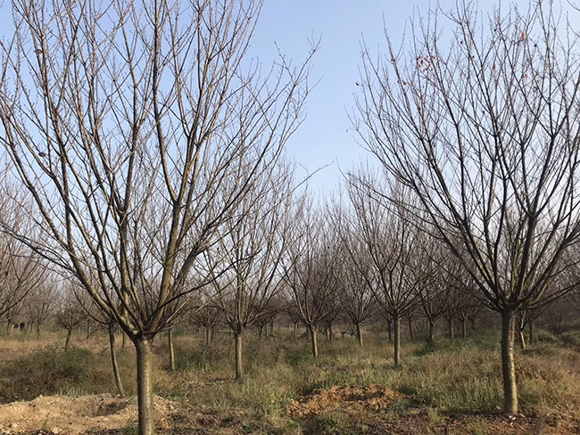 日本櫻花 日本櫻花