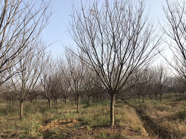 日本櫻花 日本櫻花