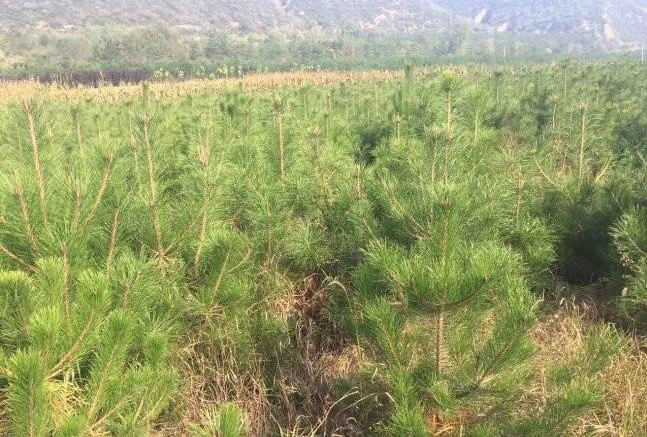 1628308204180989.jpg image.jpg