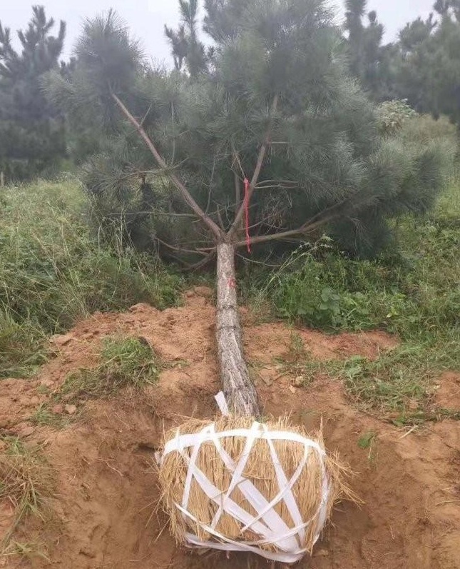 1628308234193764.jpg image.jpg