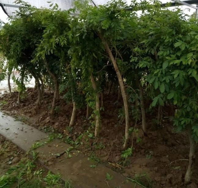 1628346107197339.jpg AG2ZY431{AEVREBSP)DOREN.jpg