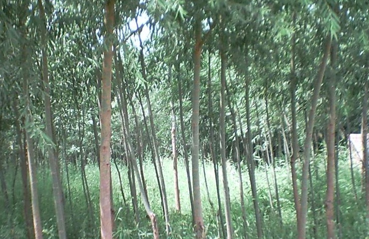 1628346193448585.jpg 竹柳1.jpg