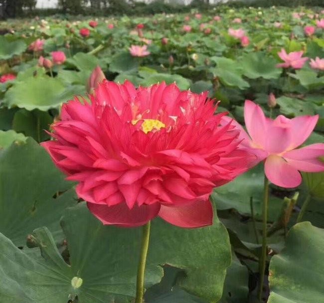 1628346292484364.jpg 8Z8JQ`{8_(}US2CEW_0KQ9N.jpg