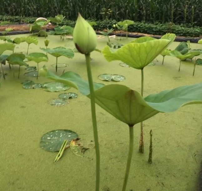 1628346320232007.jpg BYR}3ZL[3G3WS65J4BHYY9N.jpg