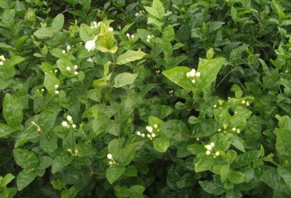 1628349101392616.jpg image.jpg