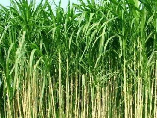 皇竹草養豬、喂雞可降低成本增加收入，栽培方法！