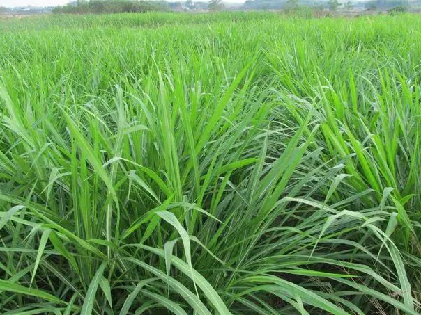 皇竹草養豬、喂雞可降低成本增加收入，栽培方法！