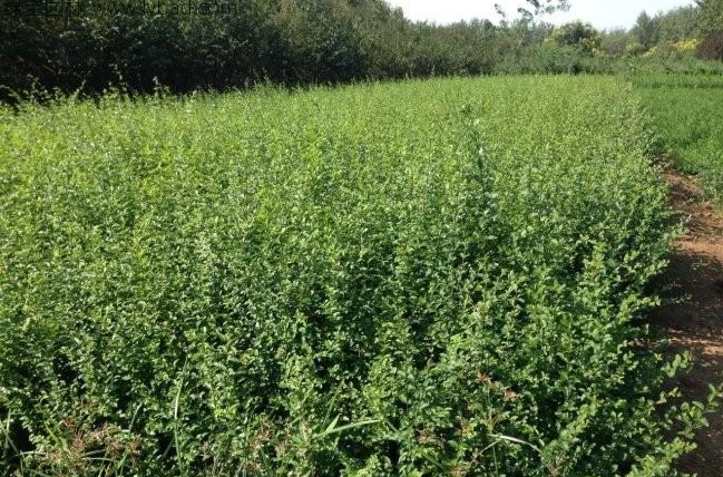 1628385384619820.jpg 0A90M~@%TAX(KHGY%TWP3~I.jpg