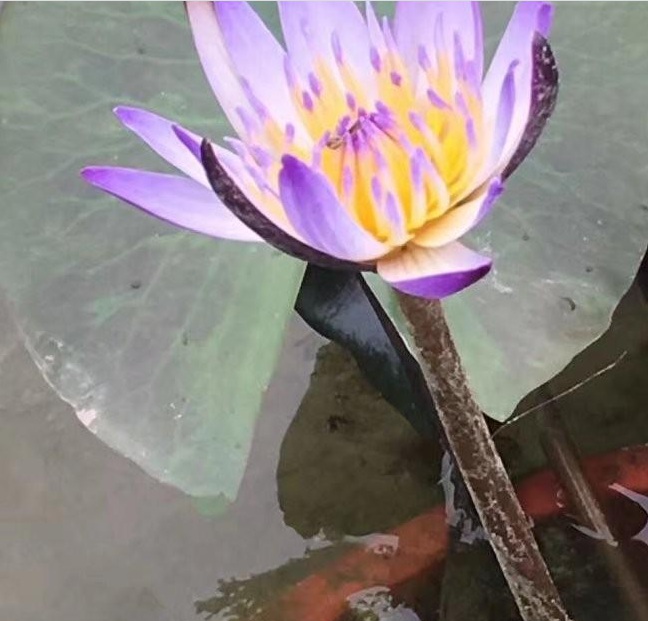 1628385524417413.jpg 8$[J[D8855HO9ICPCU0BLLN.jpg