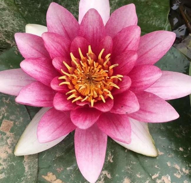 1628385565973946.jpg M8`P0DUK8V(`Q67B[6`KP0F.jpg