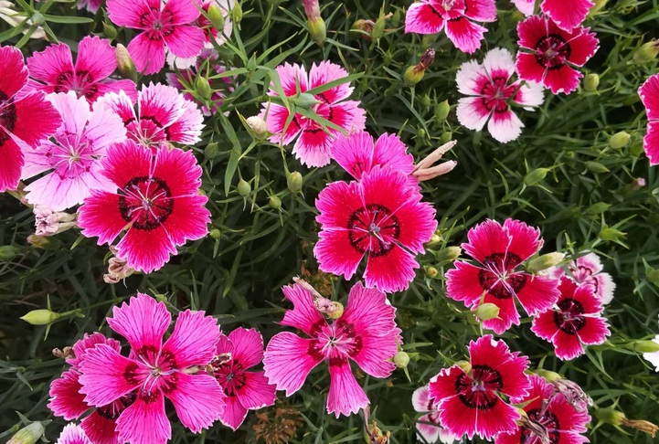 1628406640736688.jpg 五彩石竹2.jpg