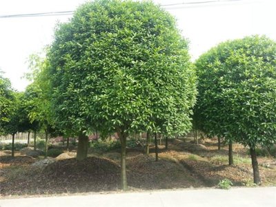 1628406966410945.jpg 1628406966410945.jpg