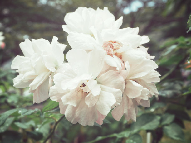 1628407981343788.jpg 1628407981343788.jpg